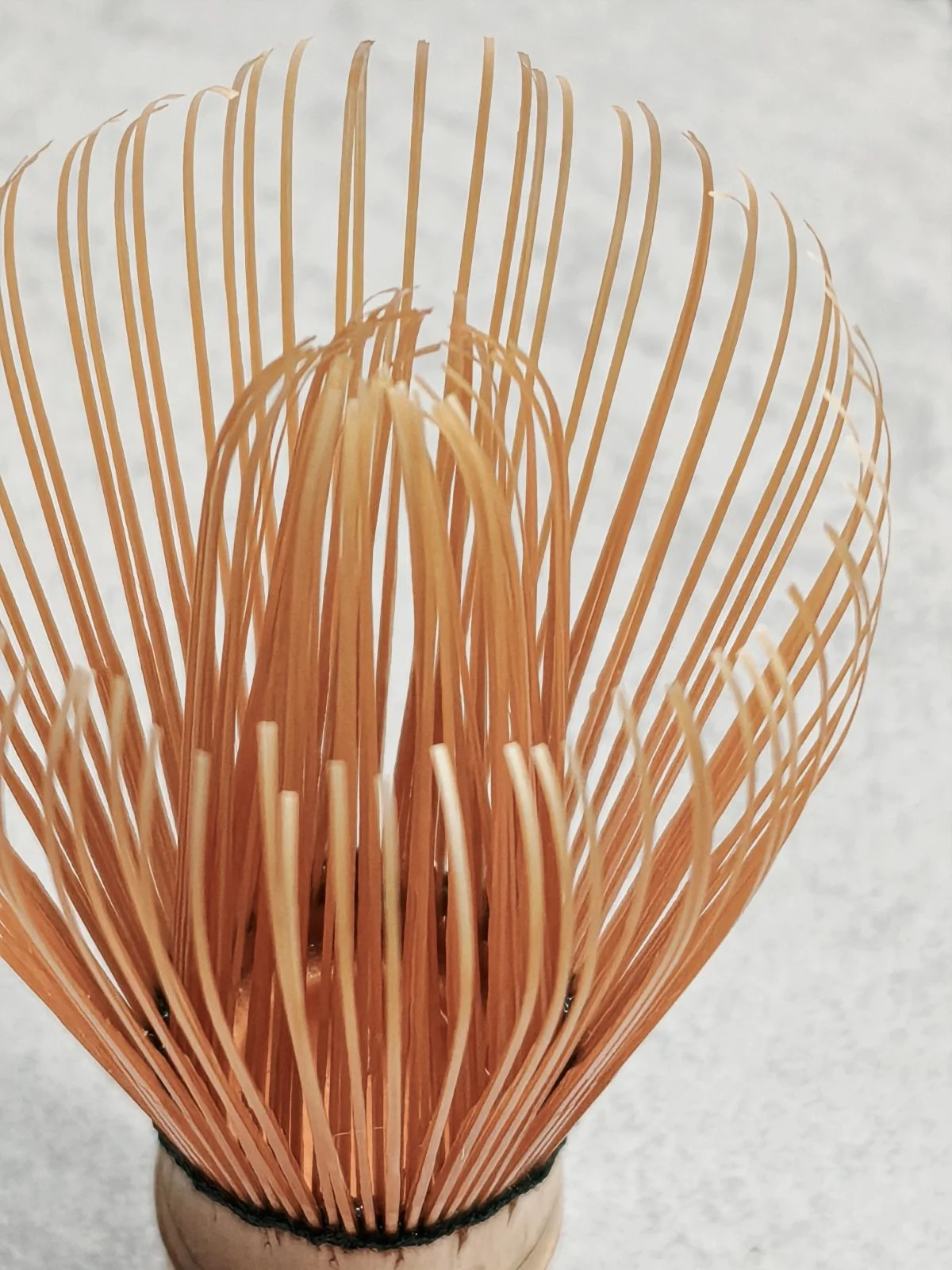 Chasen metlička - vlákna